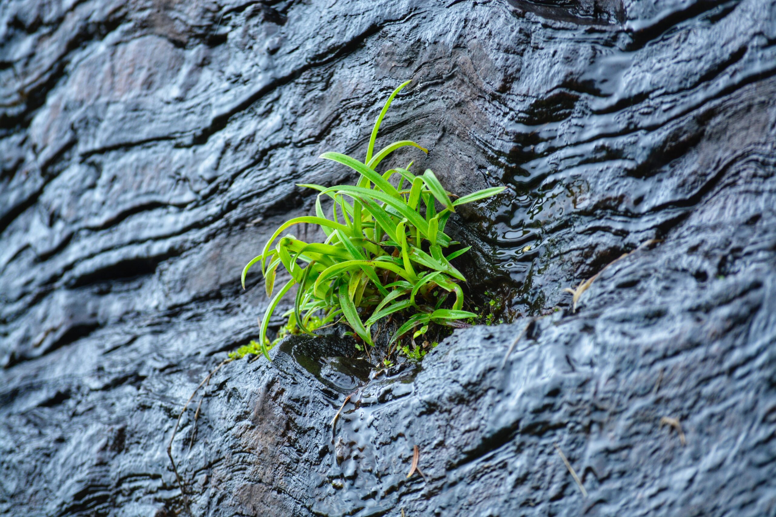 green plant on black surface