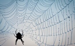 Dewdrop in spider web