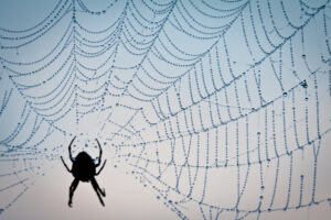 Dewdrop in spider web