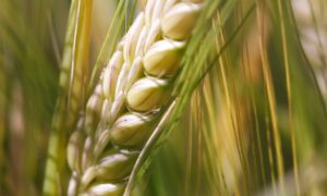 Ear of wheat macro