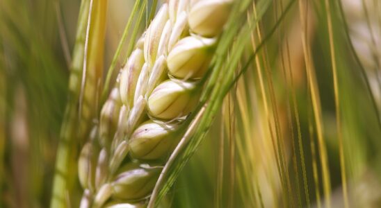 Ear of wheat macro