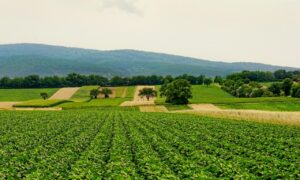 nature, fields, agriculture, landscape, panorama, hill, summer, agriculture, agriculture, agriculture, agriculture, agriculture